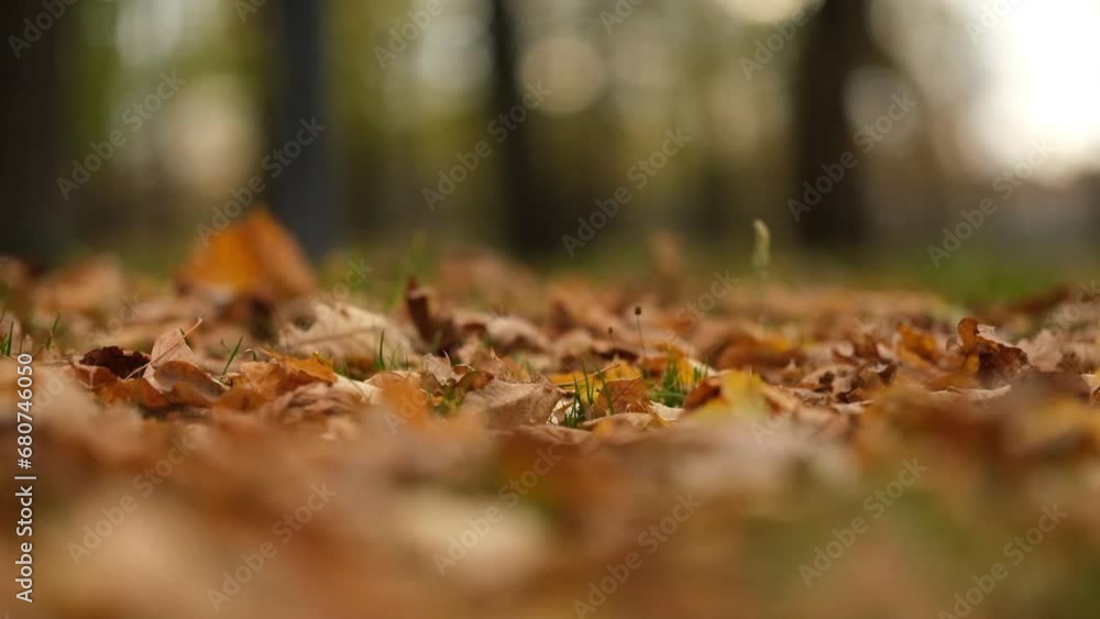 The wind sweeps away dry fallen leaves on the ground, autumn time The wind sweeps away dry fallen leaves on the ground, autumn time
