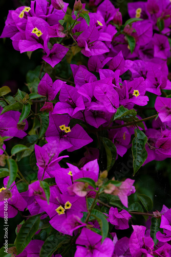 Bougainvillea glabra Choisy