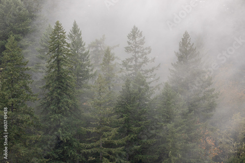 Misty Weather over the Evergreens