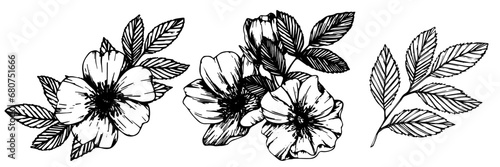 Wild rose flowers and berries, medicinal herb line art drawing. Outline vector illustration isolated on white background. Rose hip bouquets sketch for logo, tattoo, wedding design.