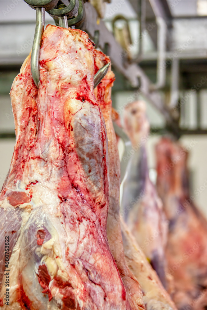 meat industry, beef chunk hanged on a hook in the industrial fridge at the abattoir