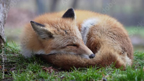 Hokkaido, Japan - November 17, 2023: Closeup of Ezo red fox or Kita-kitsune in Hokkaido, Japan
 photo