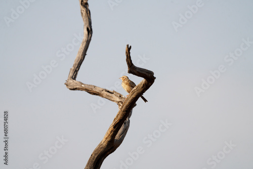 Indian Bushlark posing photo