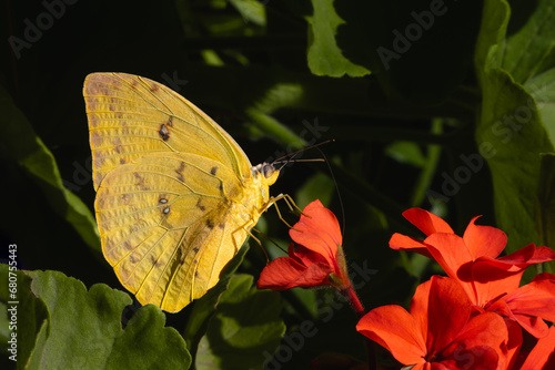 Yellow butterfly Phoebis philea on Pelargonium inquinans or red geranium photo