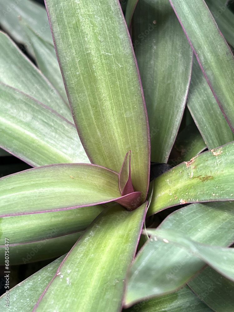 Fototapeta premium Tradescantia spathacea plant in nature garden
