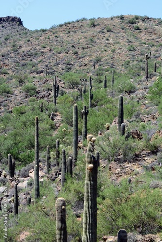 cactus in the desert