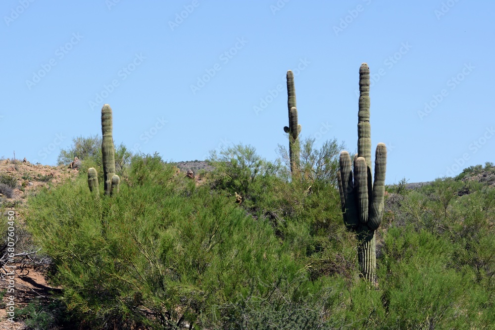 saguaro cactus in desert