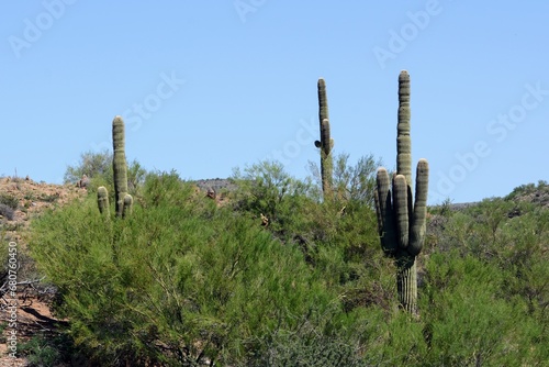 saguaro cactus in desert © Jim