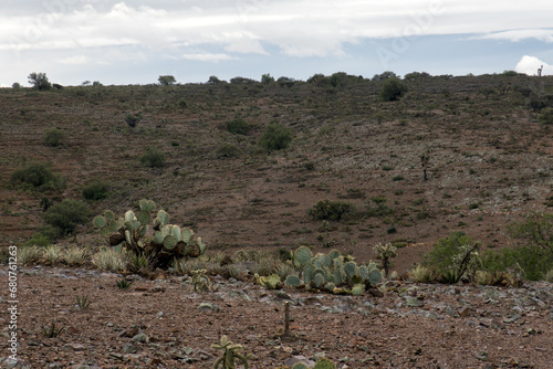 Serene landscape with Opuntia robusta Cactaceae and rocky outcrops in Mexico photo