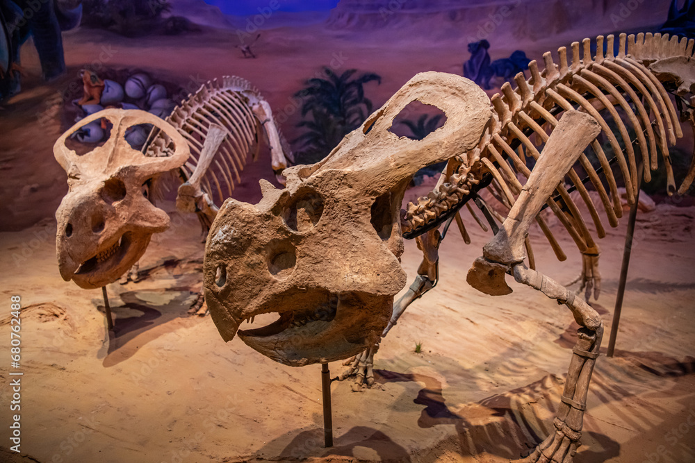 Fototapeta premium View of the Hohhot Museum of Natural History, dinosaur skeletons, Hohhot, China