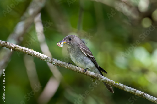 Western Wood-Pewee eating and insect.