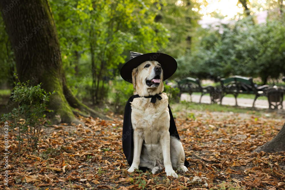 Cute Labrador Retriever dog wearing black cloak and hat in autumn park on Halloween