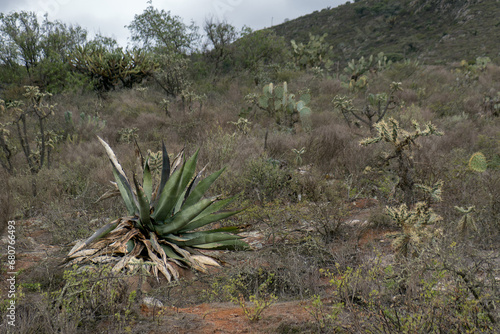 Mexican landscape with Agave salmiana, bushes and space for text on the right photo