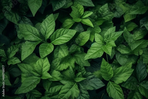 Green leaf texture. Leaf texture background. generative ai. © SEUNGJIN