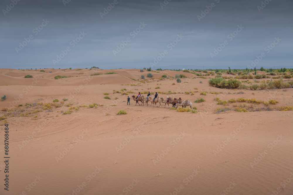 Camel caravan going through the desert, Inner Mongolia, China