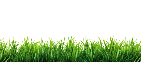 Green grass border, on a transparent background. The horizon of the green lawn. Greenfield frame, background, PNG file