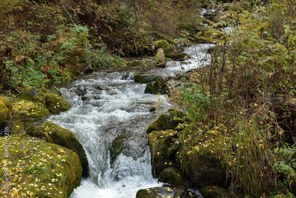 Fototapeta premium A mountain stream flows like a rapid stream through the forest along the banks covered with fallen leaves on a cloudy autumn day.