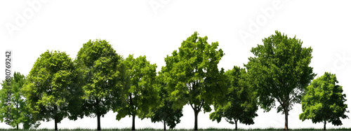 Green Trees on a transparent background. are Forest and foliage  PNG file