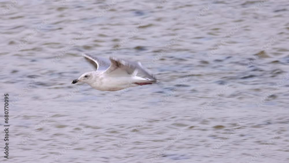 Seagull flying in slow motion at the beach Seagull flying in slow motion at the beach