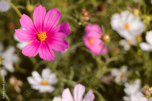 pink cosmos flowers © 穩燦 陳