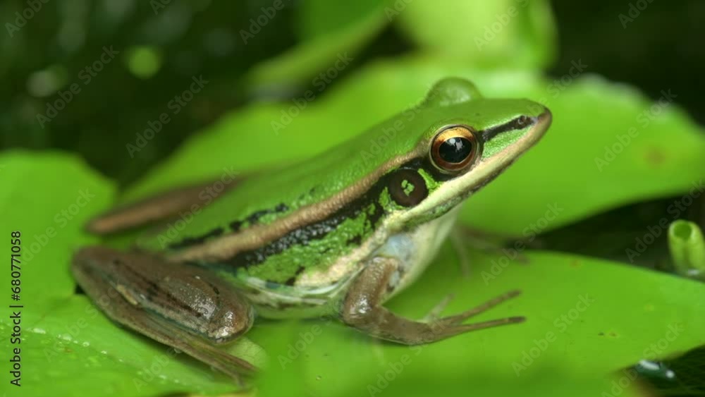 Closeup Green paddy frog (Hylarana erythraea) perched on a lotus leaf in the nature in 4K video