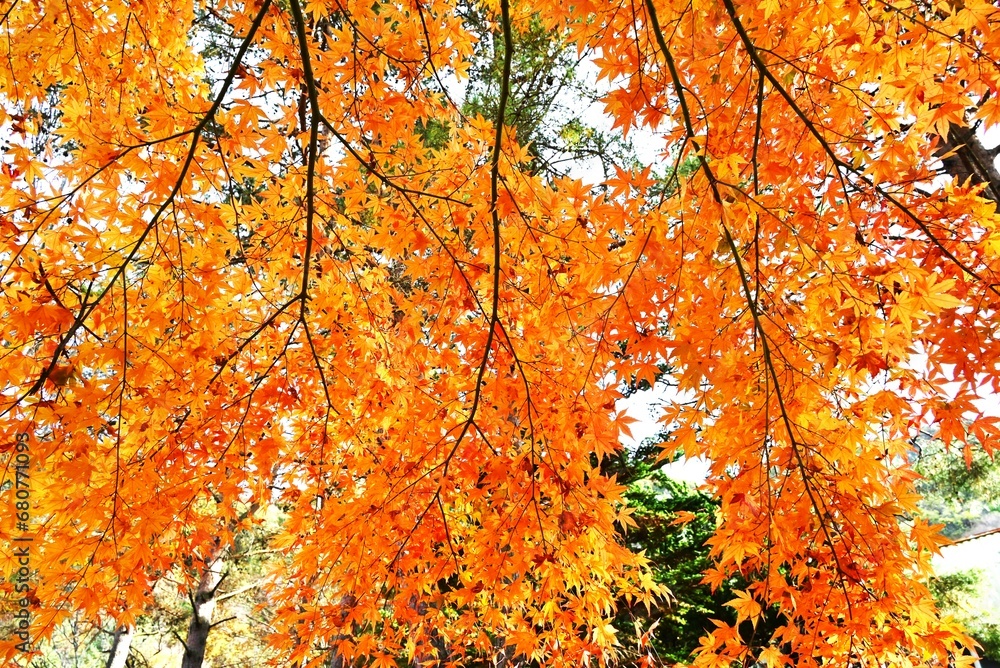 Autumn leaves of the Japanese maple. Beautiful autumn scenery in Japan. Seasonal background material. Autumn leaves of the Japanese maple. Beautiful autumn scenery in Japan. Seasonal background material.