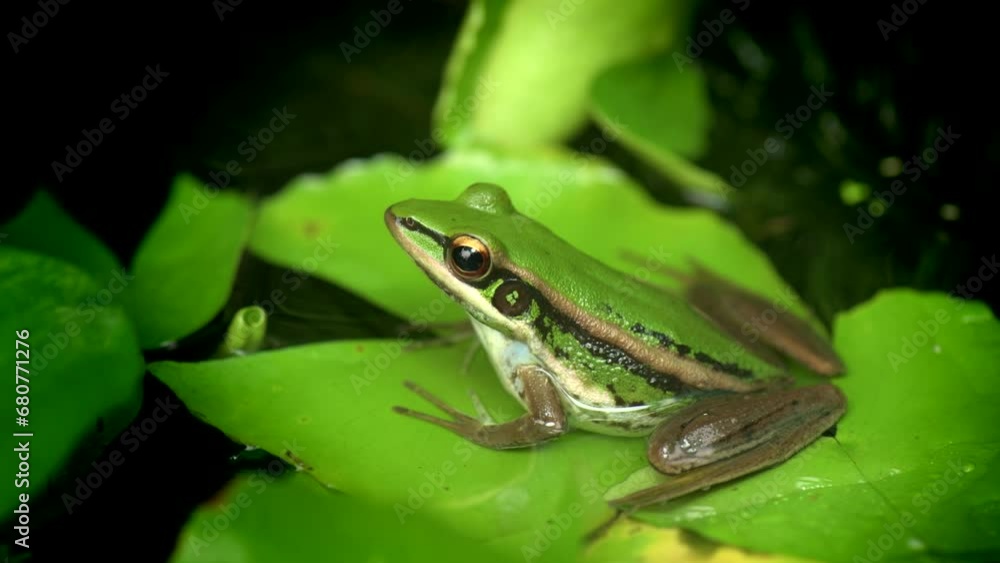 Closeup Green paddy frog (Hylarana erythraea) perched on a lotus leaf in the nature in 4K video Closeup Green paddy frog (Hylarana erythraea) perched on a lotus leaf in the nature in 4K video