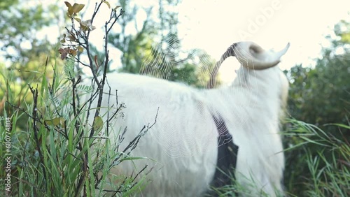 Wallpaper Mural Saanen goat in a misty field on a small farm in Ontario, Canada. Torontodigital.ca