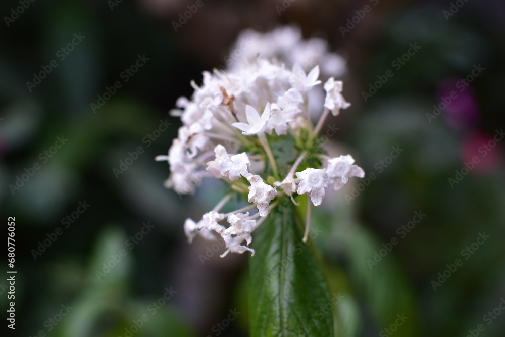 white flower of a lilac