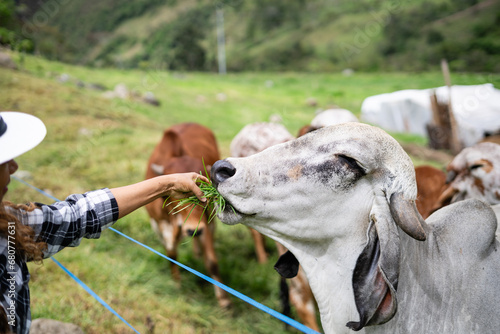 cow being caressed and fed by a woman, feeling relaxed and calm in the middle of other cows among mountains