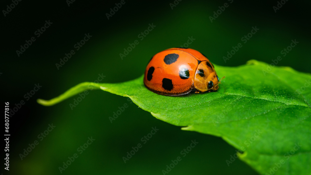 Fototapeta premium Red Ladybugs on green leaf and nature blurred background.