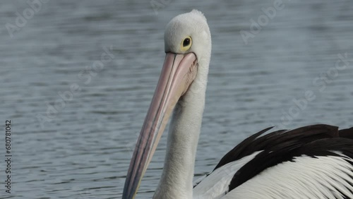 Wild Australian pelican swimming on water in lake in slow motion photo