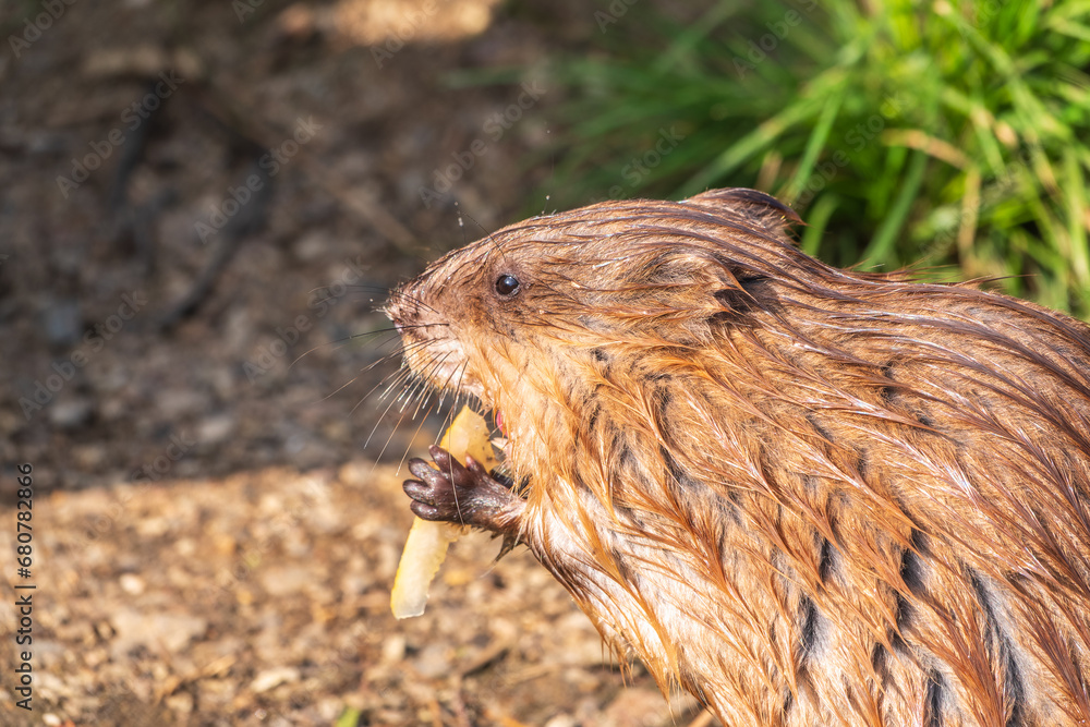 Wild animal Muskrat, Ondatra zibethicuseats, eats on the river bank Wild animal Muskrat, Ondatra zibethicuseats, eats on the river bank