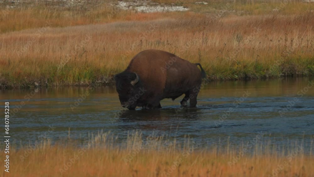 Cinematic slow motion pan follow epic huge giant Buffalo crossing Firehole River Midway Geyser Grand Prismatic Basin Yellowstone National Park wildlife autumn fall sunny beautiful colors daytime Cinematic slow motion pan follow epic huge giant Buffalo crossing Firehole River Midway Geyser Grand Prismatic Basin Yellowstone National Park wildlife autumn fall sunny beautiful colors daytime