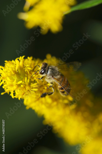  秋、黄花セイタカアワダチソウから花粉を集める希少なトウヨウミツバチ（自然光＆ストロボ・マクロ接写） © SAIGLOBALNT