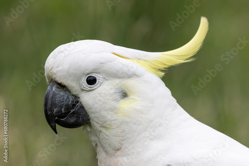 Close up of Sulphur-crested Cockatoo © Ken Griffiths