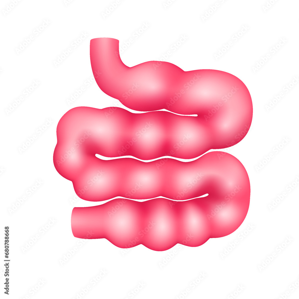 Small intestine internal organ anatomy model isolated on a white background. Medicine and science concept. 3D icon vector illustration. For advertisements about health care.