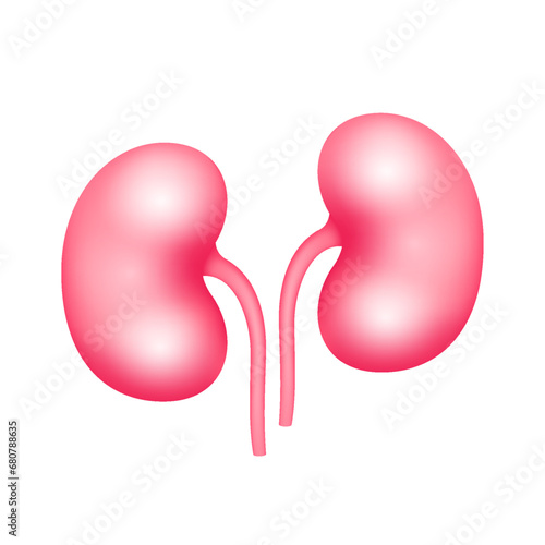 Human kidney internal organ anatomy model isolated on a white background. For advertisements about health care. Medicine and science concept. 3D icon vector illustration.