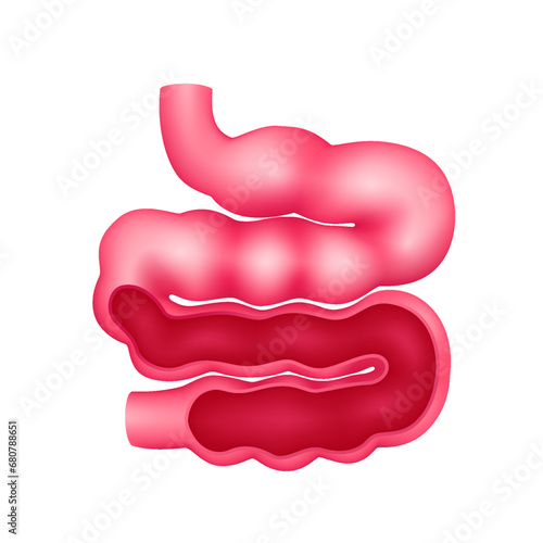 Cross section of small intestine human internal organ anatomy model isolated on a white background. Medicine and science concept. 3D icon vector illustration. For advertisements about health care.