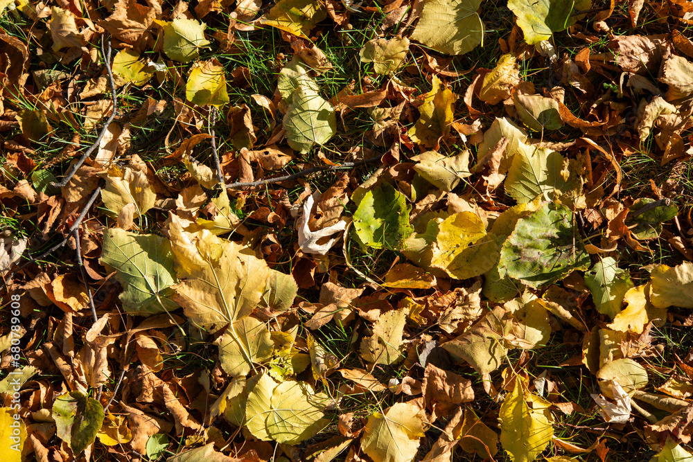 autumn leaves in various states of decomposition on grass autumn leaves in various states of decomposition on grass