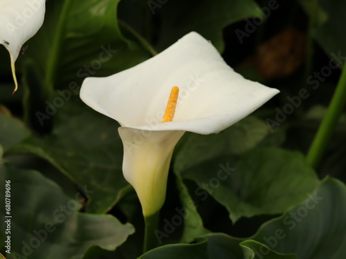 Una flor de cartucho color blanco