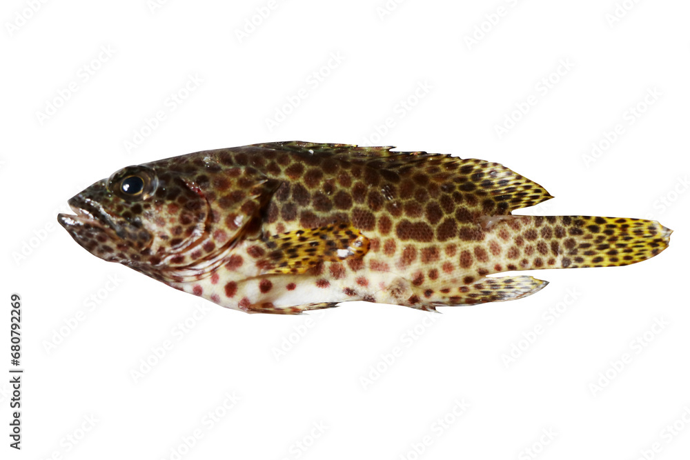 Naklejka premium Longfin Grouper