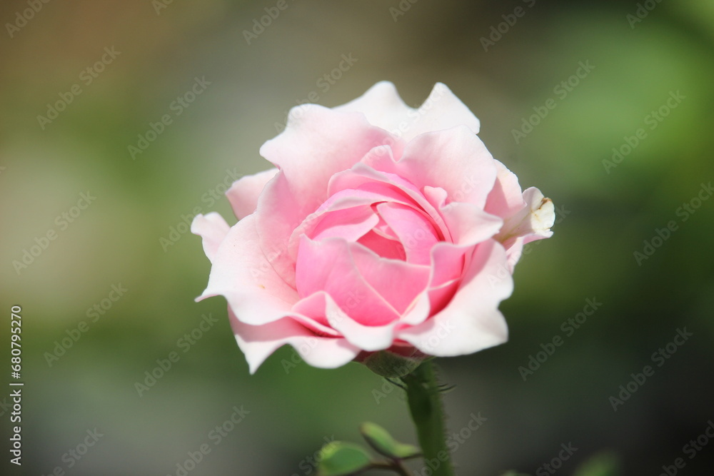 close up of beautiful pink roses blooming close up of beautiful pink roses blooming