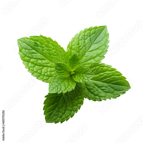 mint leaves isolated on white
