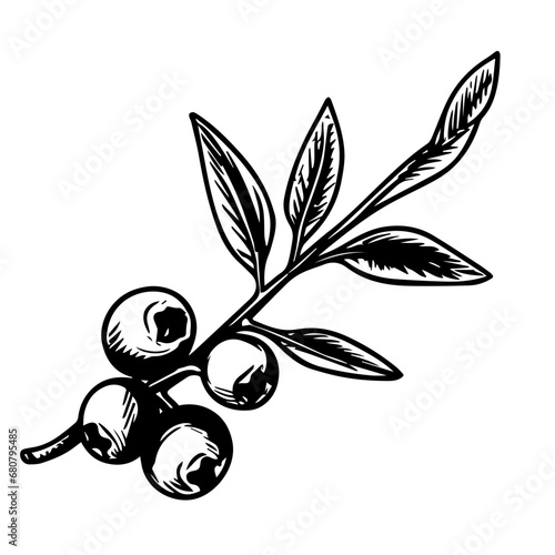 Blueberry Vector