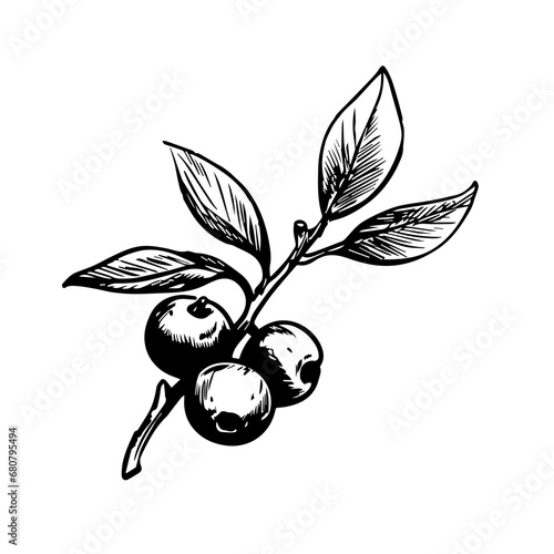 Blueberry Vector