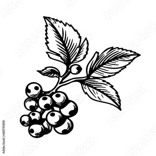 Blueberry Vector