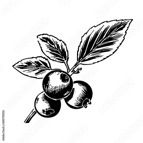 Blueberry Vector