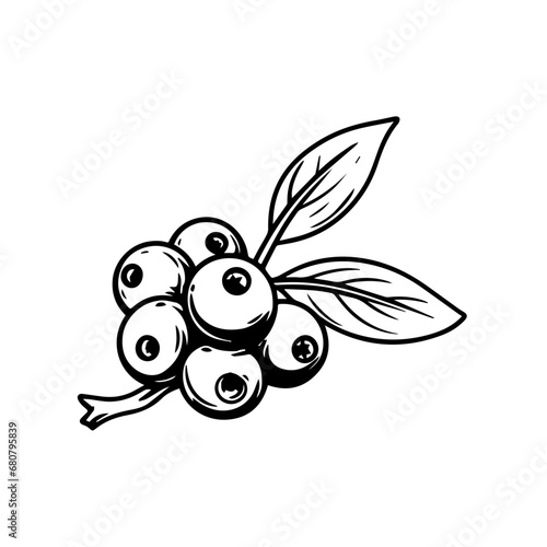 Blueberry Vector