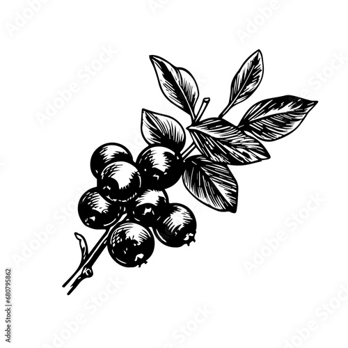 Blueberry Vector